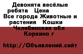 Девонята весёлые ребята › Цена ­ 25 000 - Все города Животные и растения » Кошки   . Челябинская обл.,Коркино г.